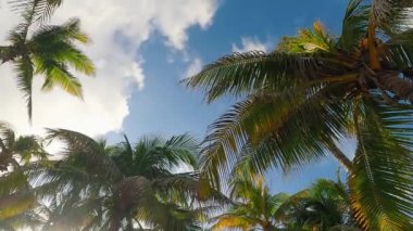 Berrak mavi gökyüzünün altında sallanan palmiye ağaçları, tropikal dinginliği ve neşeyi somutlaştırıyor.
