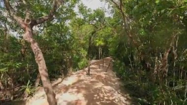 Bu video, doğanın güzelliğini ve sükunetini gözler önüne seren canlı yeşil bir orman boyunca sakin bir yolun huzurlu havadan görüntüsünü sunuyor.