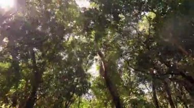 Huzurlu bir orman sahnesi güneş ışığıyla yıkandı, altın ışınlar yeşil gölgeliklerin arasından süzülüp, kaçışı davet ederken sakin bir atmosfer yarattı.