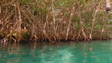 Yeşilliğin sakin sularla buluştuğu, canlı ekosistemler ve çeşitli yaban hayatı sergilediği mangrov ormanlarının güzelliğini keşfedin.