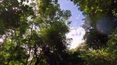 Bu video, orman tepe örtüsünde akan güneş ışığını, canlı orman yeşilliklerini ve sakin bir atmosfer yaratarak güzel bir şekilde gösteriyor.