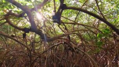 Güneşli bir mangrov ormanının yer aldığı bu videoda doğanın güzelliğini deneyimleyin. Güneş ışığı yemyeşil alanların arasından süzülerek canlı bir ekosistem oluşturur.