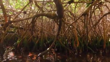 Canlı bir mangrov ormanının dingin güzelliğini keşfedin, bereketli ağaçların kökleriyle sarmalandığı, köpüklü sulara gömülen, suya daldıran