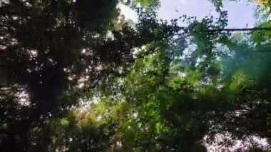 Bu büyüleyici video sizi, güneşin yemyeşil bir gölgelikten geçerek büyüleyici bir atmosfer yarattığı huzurlu bir ormana götürüyor.