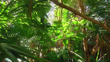 Canlı bir tropikal ormanda sakin bir yolculuk. Güneş ışığı gölgeliğin içinden süzülüyor, yemyeşil yapraklar aydınlatıyor ve sükunet yaratıyor.