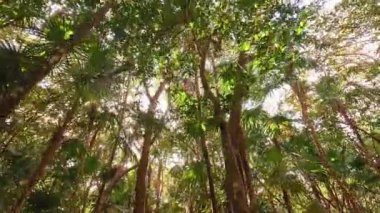Ağaçların arasından süzülen güneş ışığıyla tropikal bir ormanın dingin güzelliğini hissedin. Bu video, sakin bir ormanda canlı yapraklar sergiliyor.