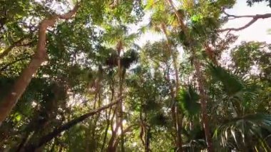 Tropikal ormanlarda huzur veren bir güzelliğe dalmak, güneş ışığının gölgelikten süzülüp orman zeminine ışık saçtığı bir yer. Yükselen ağaçların ve hayat dolu hayatın tadını çıkar.