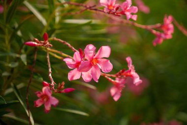 A closeup of vibrant pink oleander flowers contrasts beautifully with a softly blurred green background clipart