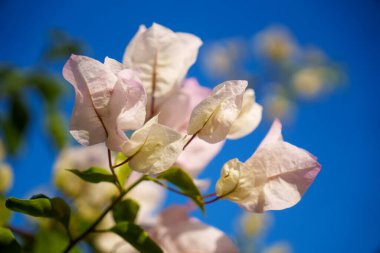 Bu parlak mavi gökyüzünün altındaki narin ve canlı bougainvillea çiçeklerinin çarpıcı yakın plan görüntüsü.