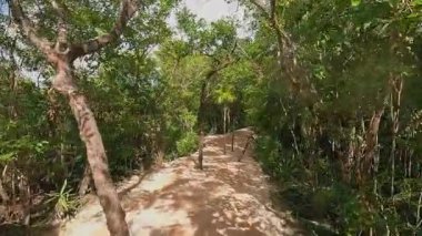 Bu video, doğanın güzelliğini ve sükunetini gözler önüne seren canlı yeşil bir orman boyunca sakin bir yolun huzurlu havadan görüntüsünü sunuyor.