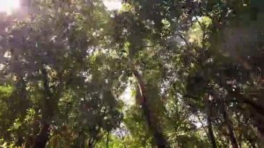 Huzurlu bir orman sahnesi güneş ışığıyla yıkandı, altın ışınlar yeşil gölgeliklerin arasından süzülüp, kaçışı davet ederken sakin bir atmosfer yarattı.