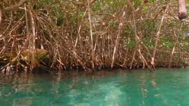 Yeşilliğin sakin sularla buluştuğu, canlı ekosistemler ve çeşitli yaban hayatı sergilediği mangrov ormanlarının güzelliğini keşfedin.