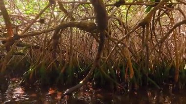 Canlı bir mangrov ormanının dingin güzelliğini keşfedin, bereketli ağaçların kökleriyle sarmalandığı, köpüklü sulara gömülen, suya daldıran