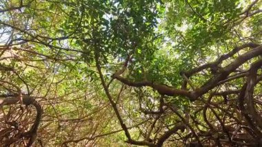 Bu video, geniş dalları ve yemyeşil yaprakları olan canlı bir ağacı gösteriyor. Kamera yukarı doğru eğilir, izleyicileri, yaprakların arasından süzülen sakin güneş ışığının tadını çıkarmaya davet eder.
