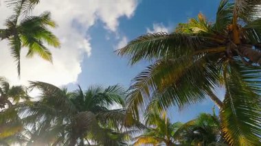 Berrak mavi gökyüzünün altında sallanan palmiye ağaçları, tropikal dinginliği ve neşeyi somutlaştırıyor.