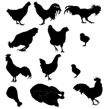 Beyaz güverte zemininde izole edilmiş tavuk siluetleri.