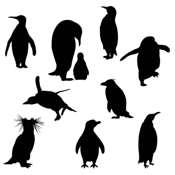 Conjunto Das Silhuetas Dos Pinguins Sobre Fundo Branco — Vetor de Stock