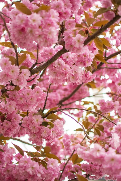 Sakura Sakura Bonita Primavera Sobre Céu Azul — Fotografia de Stock