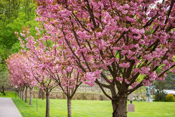 Сакура Цветущая Вишня Прекрасный Живописный Парк Рядами Цветущих Сакур Весной Стоковое Изображение