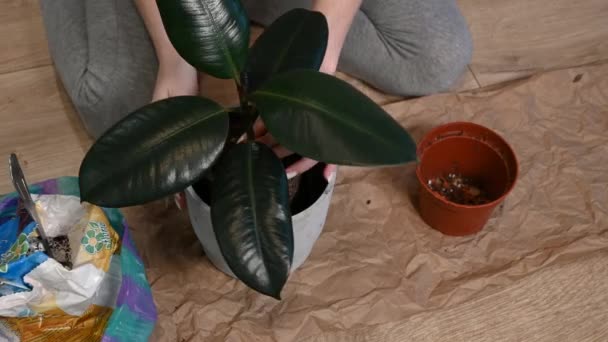 Woman Replants Houseplant Girl Takes Care Replants Ficus New Pot — Stock Video