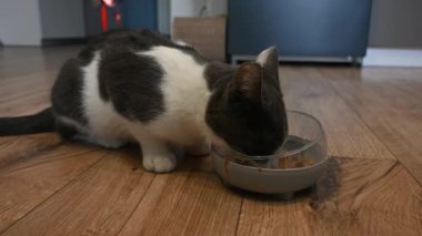Kapalı kedi yavrusu evdeki küçük kediler için taze kedi maması yiyor. Islak kedi maması reklamı..