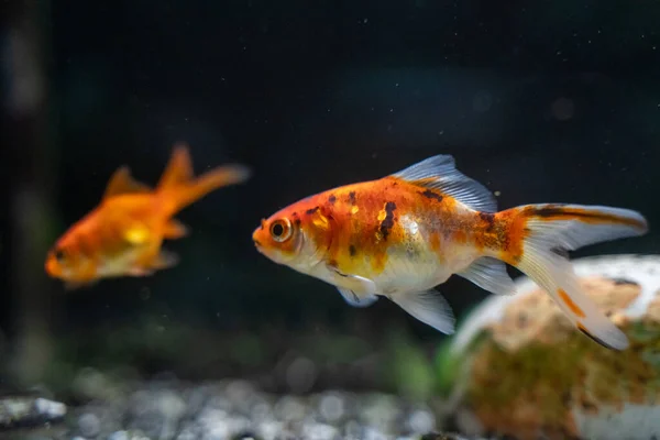 stock image Orange goldfish swimming in aquarium