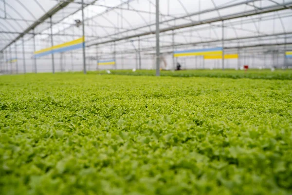 Maritima Lettuces Grown Greenhouse — Stock Photo, Image