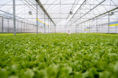 Metalia lettuces grown in the greenhouse clipart