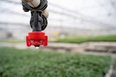 Seradaki sulama sisteminin musluğu.