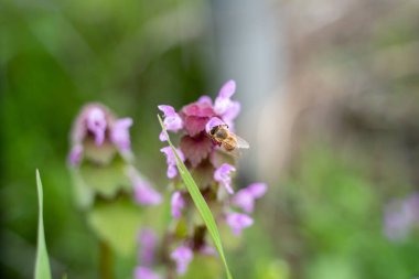 bir çiçek nektarı toplamak arı