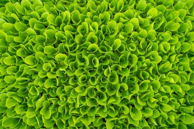 Yakın plan yeşil marul arkaplan deseni