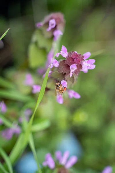 Biene Sammelt Nektar Aus Einer Blume — Stockfoto