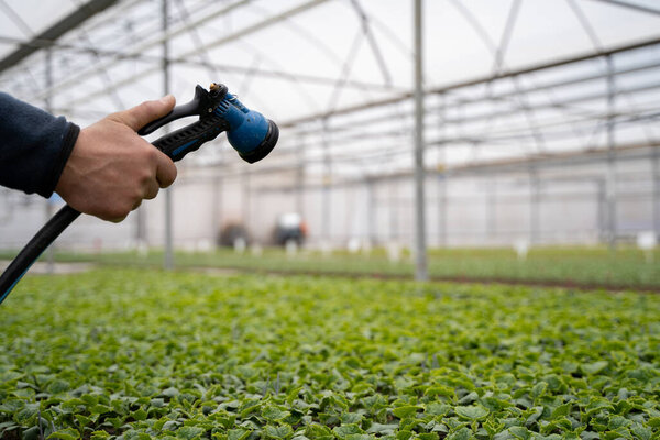 Шланг полива саженцев в теплице