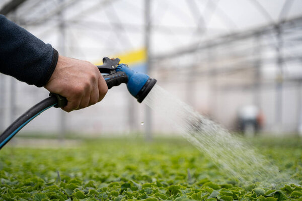 Шланг полива саженцев в теплице