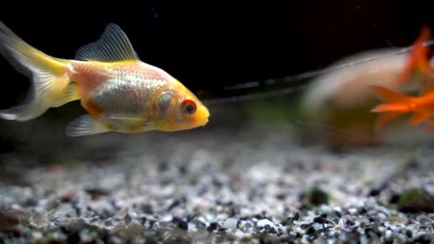 橙色和白色金鱼在4K水族馆游泳 — 图库视频影像