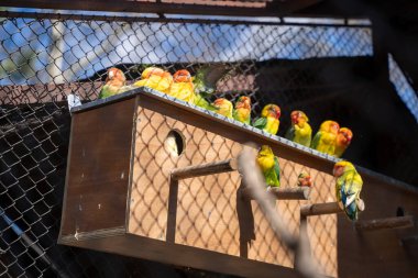 Belgrad Hayvanat Bahçesinde renkli küçük kuşlar.