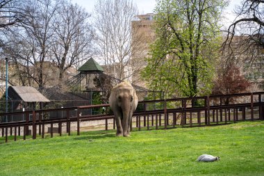 Belgrad Hayvanat Bahçesi 'ndeki kafesteki fil. Belgrad, Sırbistan - 2 Nisan 2023.