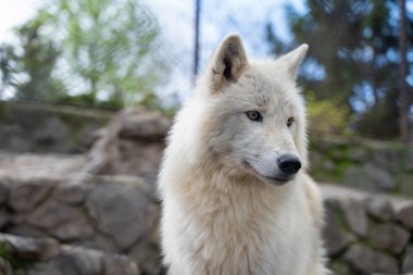 Arctic wolf inside the cage at Belgrade Zoo. Belgrade, Serbia - April 2, 2023. clipart