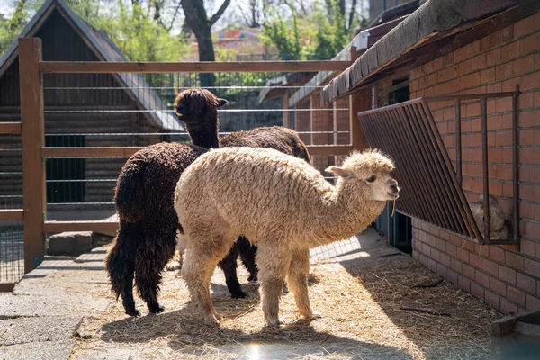 Belgrad Hayvanat Bahçesi 'ndeki kafeste Alpaca.