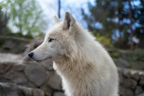 Arctic Wolf Cage Belgrade Zoo — Stock Photo, Image