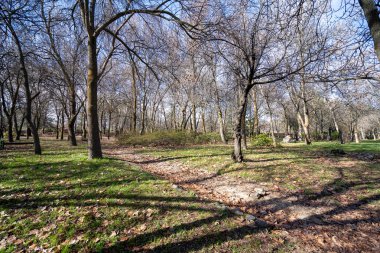 Ortadoğu Teknik Üniversitesi kampüsündeki orman..