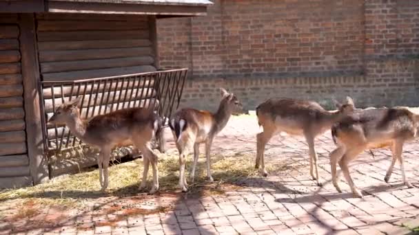 Bambi Fawns Sisällä Häkissä Belgradin Eläintarhassa Belgrad Serbia Huhtikuuta 2023 — kuvapankkivideo