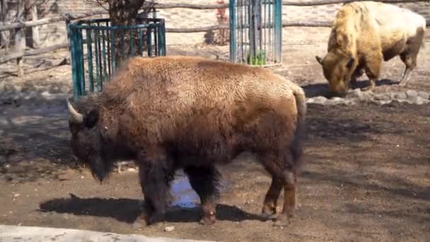 Americký Bizon Kleci Zoo Bělehradě Bělehrad Srbsko Dubna 2023 — Stock video