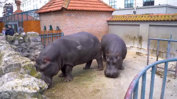 Ιπποπόταμος Μέσα Στο Κλουβί Στο Ζωολογικό Κήπο Του Βελιγραδίου Βελιγράδι — Αρχείο Βίντεο
