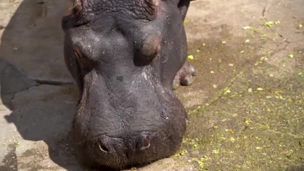 Hipopótamo Dentro Gaiola Jardim Zoológico Belgrado Belgrado Sérvia Abril 2023 — Vídeo de Stock