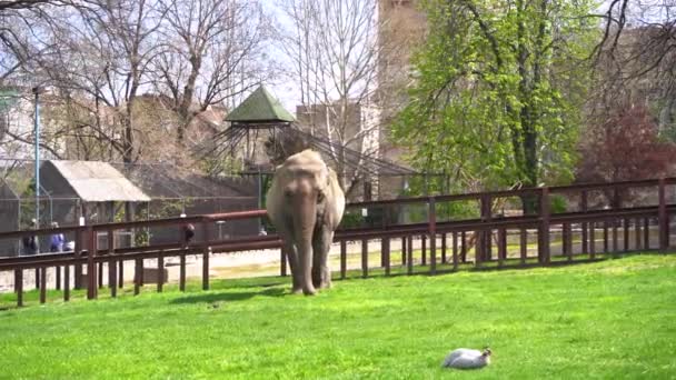 Ελέφαντας Μέσα Στο Κλουβί Στο Ζωολογικό Κήπο Του Βελιγραδίου Βελιγράδι — Αρχείο Βίντεο