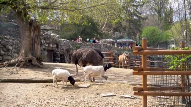 Avestruzes Cordeiros Dentro Jaula Jardim Zoológico Belgrado Belgrado Sérvia Abril — Vídeo de Stock