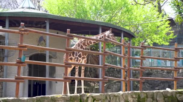 Καμηλοπάρδαλη Μέσα Στο Κλουβί Στο Ζωολογικό Κήπο Του Βελιγραδίου Βελιγράδι — Αρχείο Βίντεο