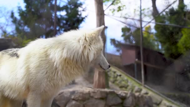 Lobo Ártico Dentro Gaiola Jardim Zoológico Belgrado Belgrado Sérvia Abril — Vídeo de Stock