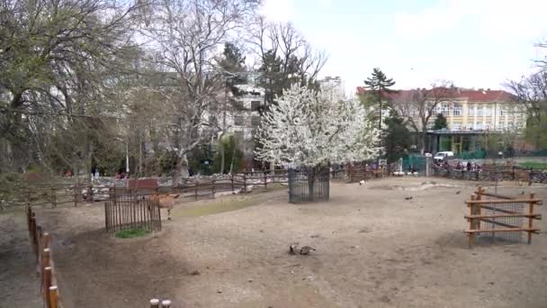 Φυλακή Ζώων Στο Ζωολογικό Κήπο Του Βελιγραδίου Βελιγράδι Σερβία Απριλίου — Αρχείο Βίντεο